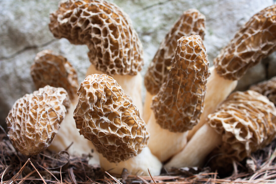 Guide to Mushroom Hunting in Northeastern Ontario Northern Ontario Travel